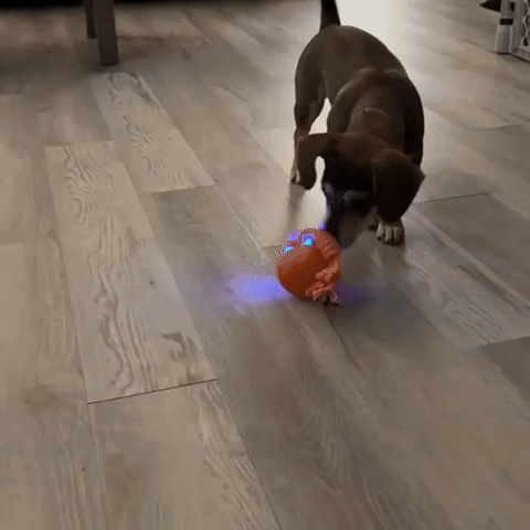 2 Pack Interactive Rolling Ball Dog Toy