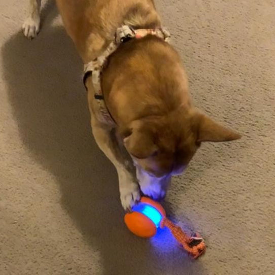 2 Pack Interactive Rolling Ball Dog Toy