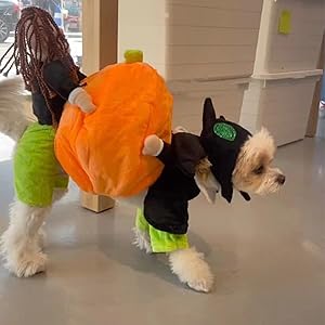 Dog Pumpkin Halloween Costume