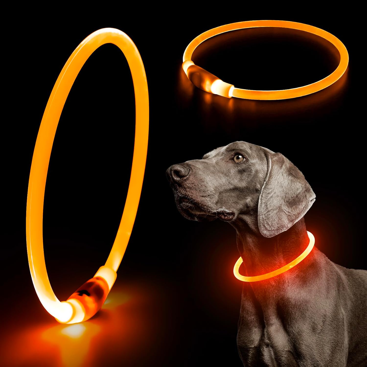 Light Up Dog Collars