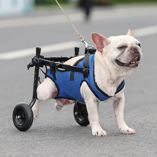 Adjustable Dog Wheelchair for Injured and Disabled Dogs Lightweight & Vet-Approved