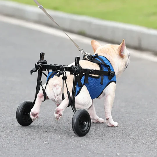 Adjustable Dog Wheelchair for Injured and Disabled Dogs Lightweight & Vet-Approved