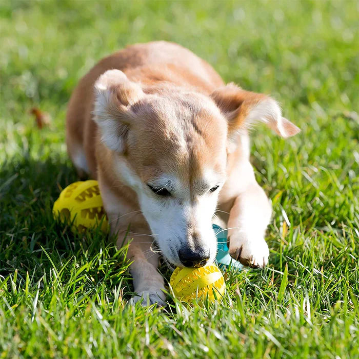 Doggie Treat Chew Ball