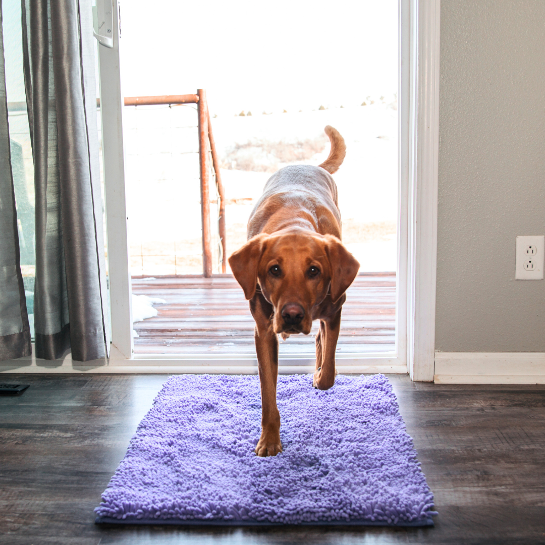 Absorbent Dog DoorMat