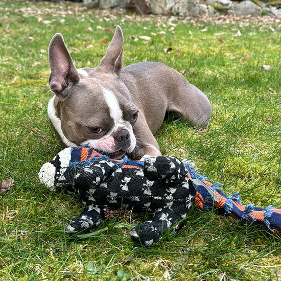 Indestructible & Interactive Bear Dog Toys For Heavy Chewers