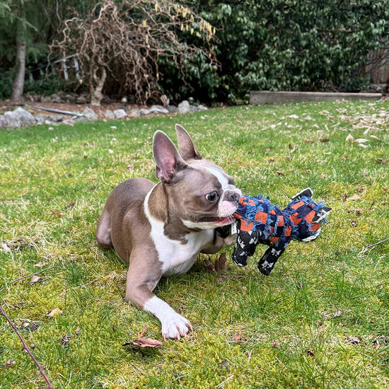 Indestructible & Interactive Bear Dog Toys For Heavy Chewers