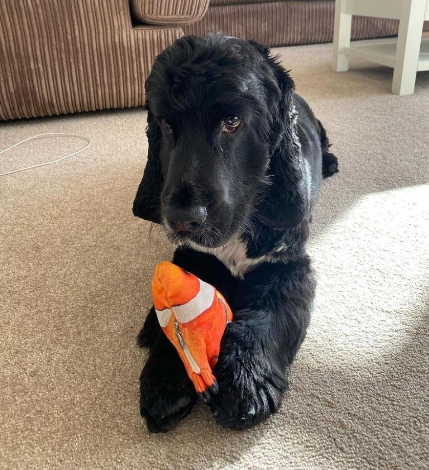 DancingFish  Floppy Fish Dog Toy