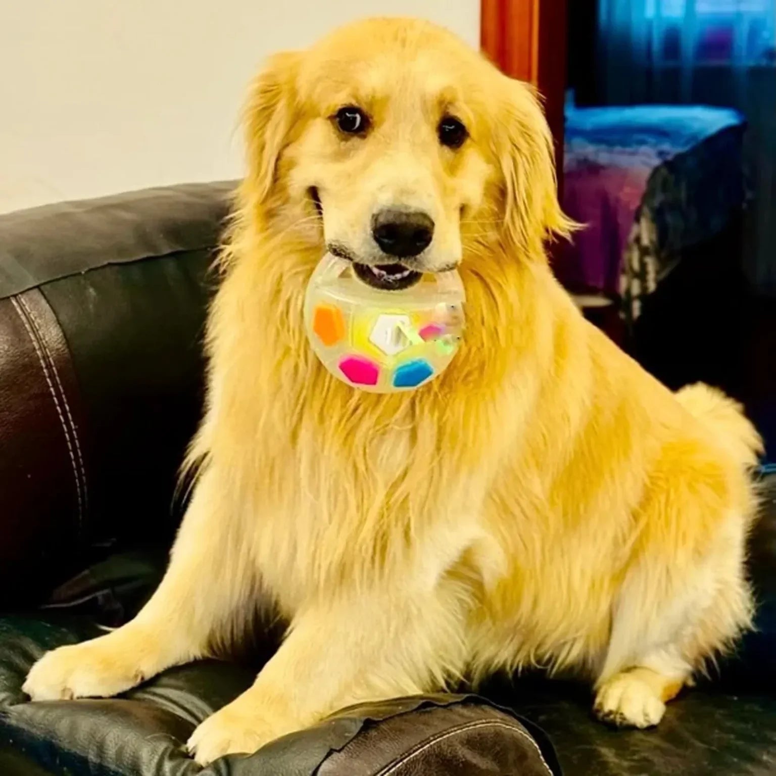 The Mellow Dog Calming Ball with Handle