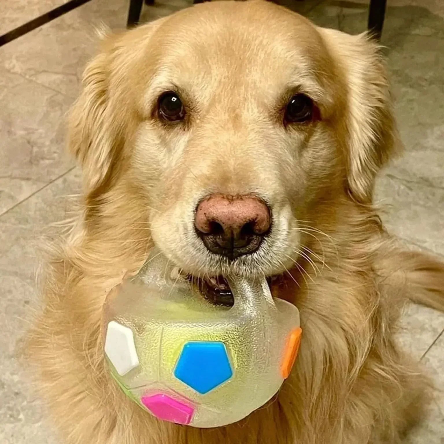 The Mellow Dog Calming Ball with Handle