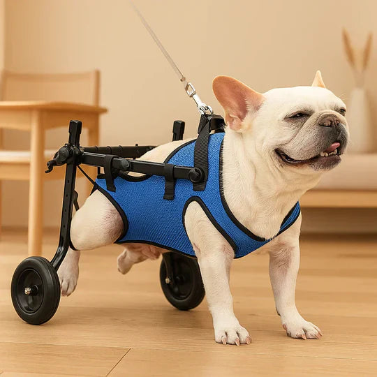 Adjustable Dog Wheelchair for Injured and Disabled Dogs Lightweight & Vet-Approved